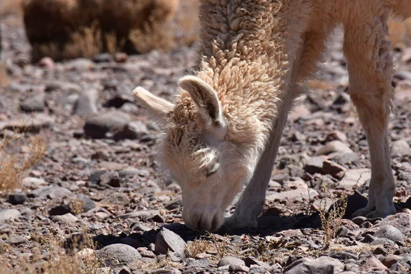 Lamas in Atacama Desert Chile South America. High quality photo