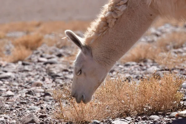 Lamas in Atacama Desert Chile South America. High quality photo