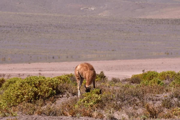 Guanaco in Atacama Desert Chile South America. High quality photo