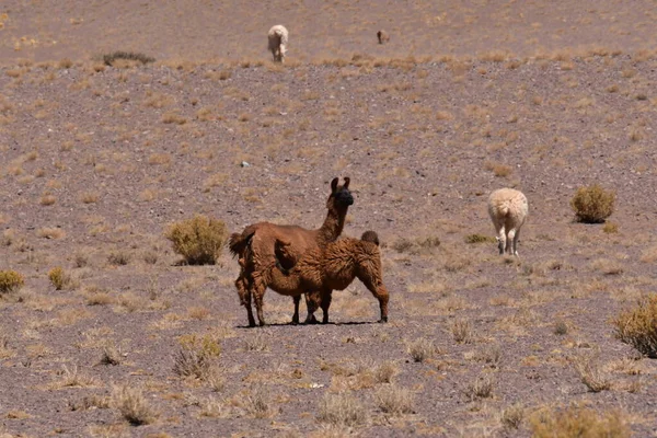 Lamas in Atacama Desert Chile South America. High quality photo