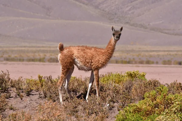 Guanaco in Atacama Desert Chile South America. High quality photo