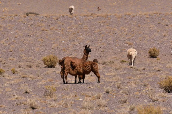 Lamas in Atacama Desert Chile South America. High quality photo