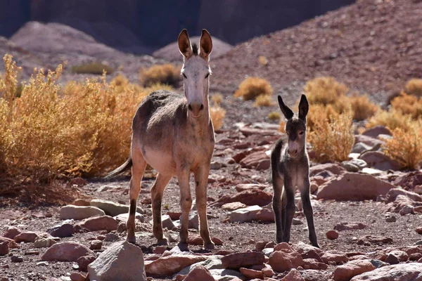 Wild Donkey with foal in atacama Desert chile south America. High quality photo