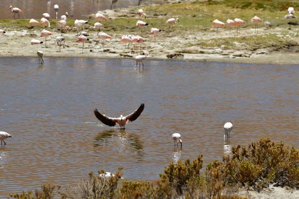 Flamingo landing on Water in Atacama Desert chile South America. High quality photo