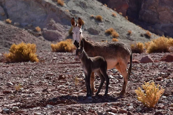 Wild Donkey with foal in atacama Desert chile south America. High quality photo