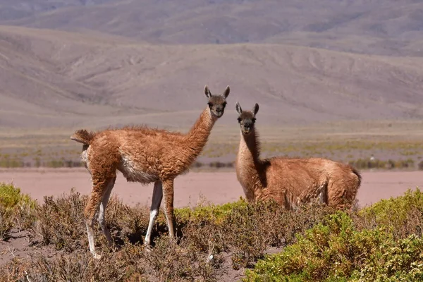 Guanaco in Atacama Desert Chile South America. High quality photo