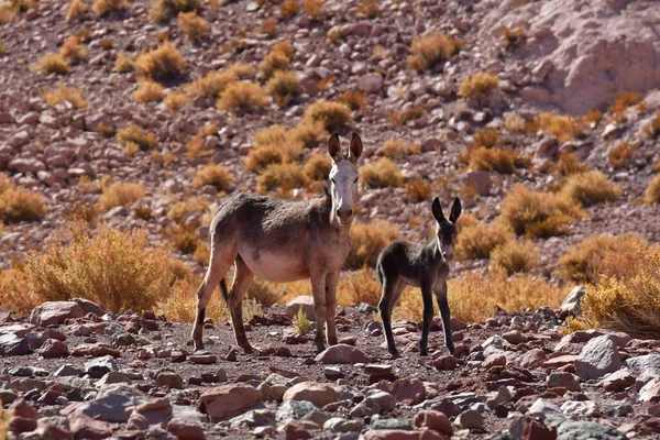 Wild Donkey with foal in atacama Desert chile south America. High quality photo