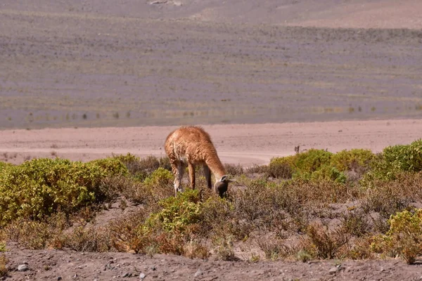 Guanaco in Atacama Desert Chile South America. High quality photo