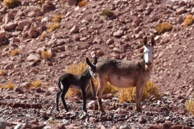 Wild Donkey with foal in atacama Desert chile south America. High quality photo