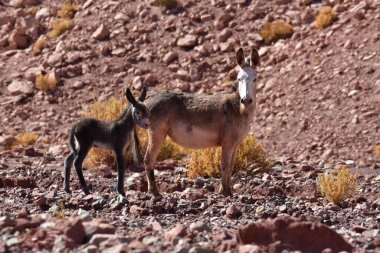 Wild Donkey with foal in atacama Desert chile south America. High quality photo