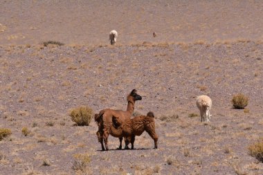 Lamas in Atacama Desert Chile South America. High quality photo