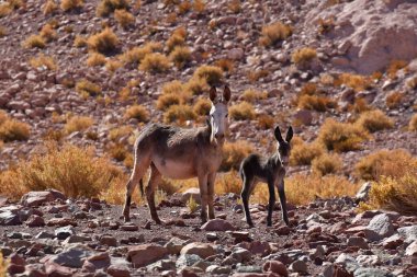 Wild Donkey with foal in atacama Desert chile south America. High quality photo