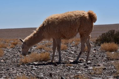 Lamas in Atacama Desert Chile South America. High quality photo
