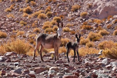 Wild Donkey with foal in atacama Desert chile south America. High quality photo
