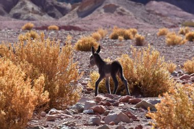Wild Donkey with foal in atacama Desert chile south America. High quality photo