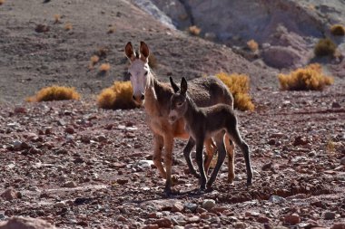 Wild Donkey with foal in atacama Desert chile south America. High quality photo