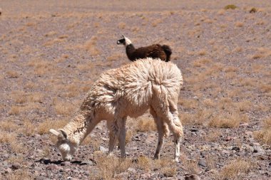 Lamas in Atacama Desert Chile South America. High quality photo