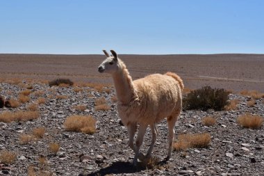 Lamas in Atacama Desert Chile South America. High quality photo