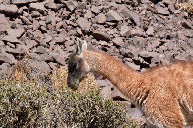 Guanaco in Atacama Desert Chile South America. High quality photo