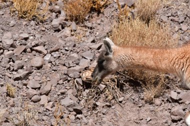 Guanaco in Atacama Desert Chile South America. High quality photo