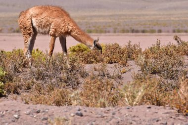 Guanaco in Atacama Desert Chile South America. High quality photo