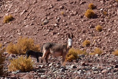 Wild Donkey with foal in atacama Desert chile south America. High quality photo