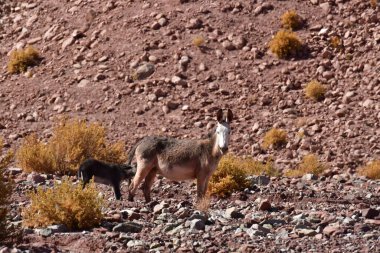 Wild Donkey with foal in atacama Desert chile south America. High quality photo