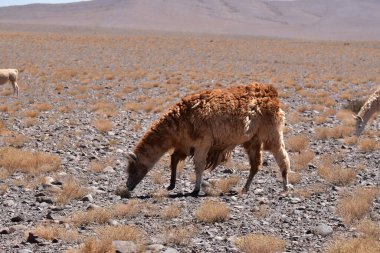 Lamas in Atacama Desert Chile South America. High quality photo
