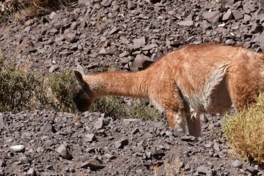 Guanaco in Atacama Desert Chile South America. High quality photo