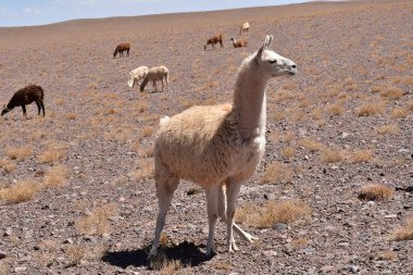 Lamas in Atacama Desert Chile South America. High quality photo