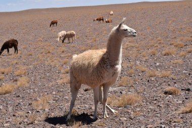 Lamas in Atacama Desert Chile South America. High quality photo