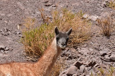 Guanaco in Atacama Desert Chile South America. High quality photo