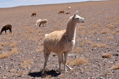 Lamas in Atacama Desert Chile South America. High quality photo