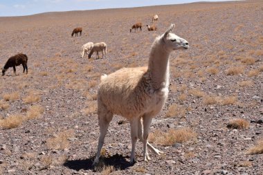 Lamas in Atacama Desert Chile South America. High quality photo