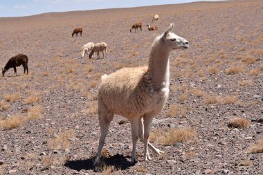 Lamas in Atacama Desert Chile South America. High quality photo