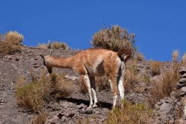 Guanaco in Atacama Desert Chile South America. High quality photo