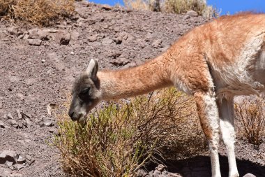 Guanaco in Atacama Desert Chile South America. High quality photo