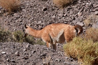 Guanaco in Atacama Desert Chile South America. High quality photo