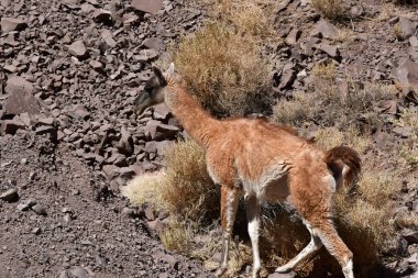 Guanaco in Atacama Desert Chile South America. High quality photo