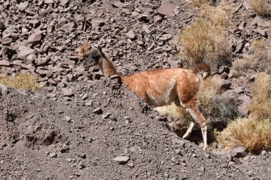 Guanaco in Atacama Desert Chile South America. High quality photo