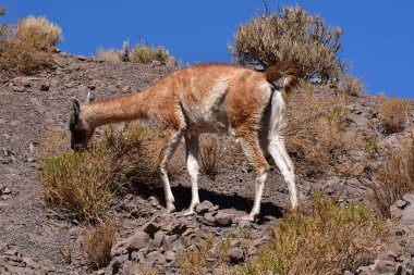 Guanaco in Atacama Desert Chile South America. High quality photo