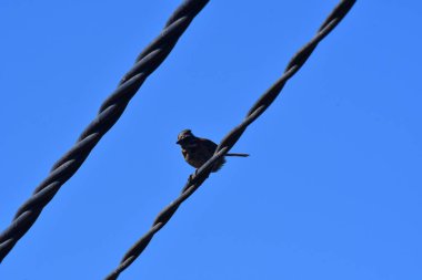small Bird on Wire Blue Sky Background Contrast. High quality photo