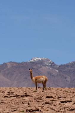 Vikunja on Altiplano Atacama Desert Chile South America. High quality photo