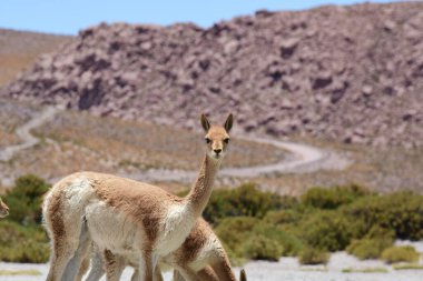 Vicunja wild in Anden mountains Chile South America. High quality photo