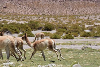Vicunja wild in Anden mountains Chile South America. High quality photo