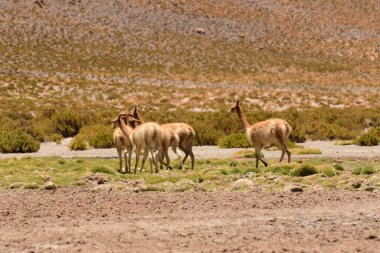 Vicunja wild in Anden mountains Chile South America. High quality photo