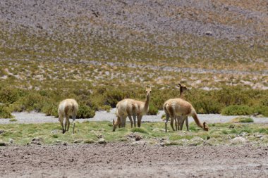 Vicunja wild in Anden mountains Chile South America. High quality photo
