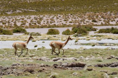 Vicunja wild in Anden mountains Chile South America. High quality photo