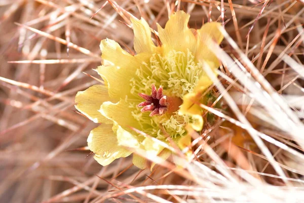 Blossom of Desert Flowers in Atacama Chile. High quality photo