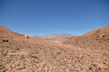 Cactus in lonely valley in Atacama Desert Chile. High quality photo